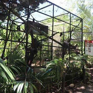 Cotton-top Tamarin Enclosure