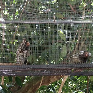 Marmosets in Aerial Walkway