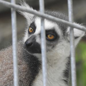 Ring-tailed Lemur (Lemur catta)