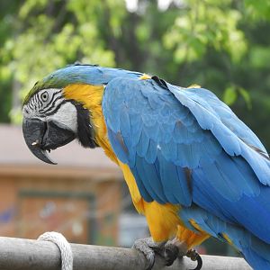 Blue-and-yellow Macaw (Ara ararauna)