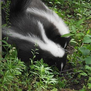 Striped Skunks (Mephitis mephitis)