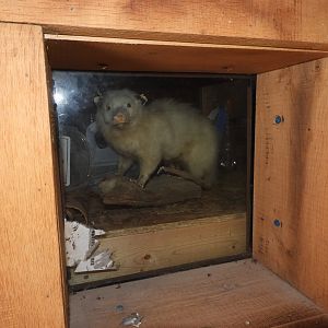 Virginia Opossum (Didelphis virginiana) taxidermy specimen