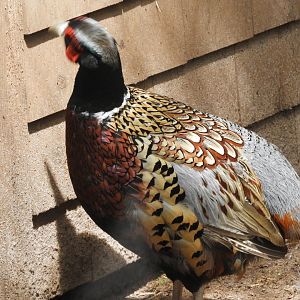 Male Ring-necked Pheasant (Phasianus colchicus)