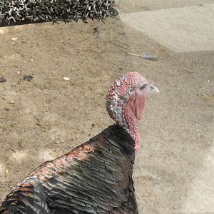 Rio Grande Wild Turkey (Meleagris gallopavo intermedia)