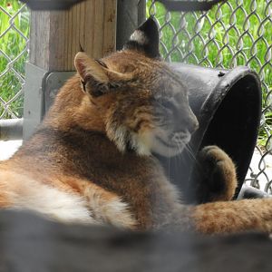 Bobcat (Lynx rufus)
