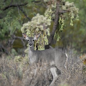 white tailed deer