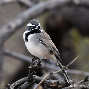 black throated sparrow