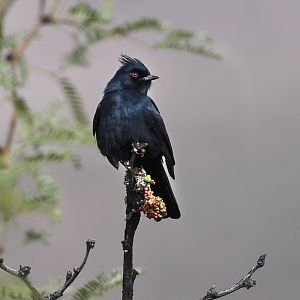 phainopepla