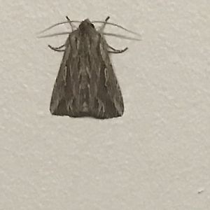 Southern Armyworm (Persectania ewingii)