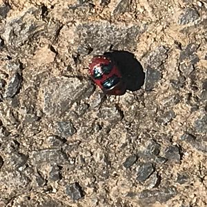 Red Jewel Bug (Choerocoris paganus)