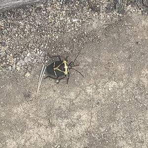 Cherry Ballart Shield Bug (Commius elegans)