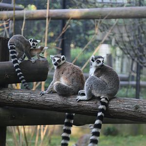 Ring-tailed Lemur Family