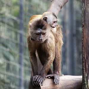 Wedge-capped Capuchin Mom and Child