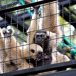 Pileated Gibbon Mom and Daughter
