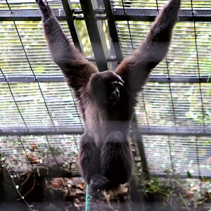 Skywalker Hoolock Gibbon (Hoolock tianxing)