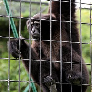 Skywalker Hoolock Gibbon (Hoolock tianxing)