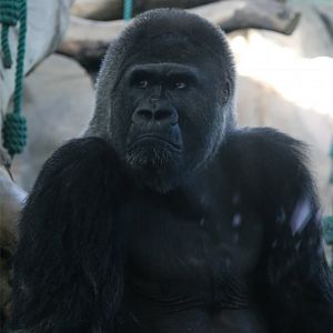 Bouleman the Gorilla (c.1972-2017.11.27), June 2015