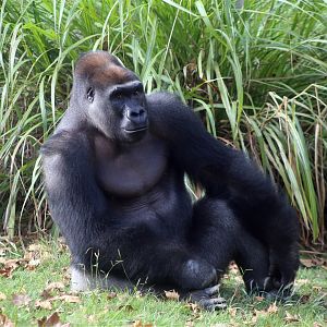 Happy (Haibei) the Gorilla