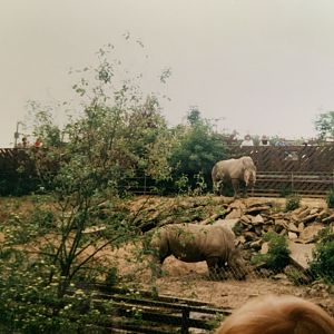 Colchester Zoo Rhino’s 1993