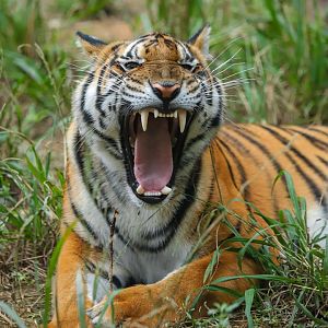 Shaoguan South China Tiger Garden - South China tiger