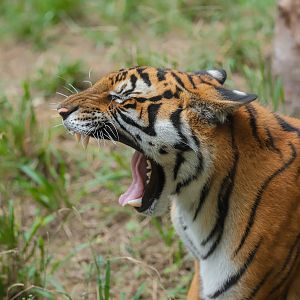 Shaoguan South China Tiger Garden - South China tiger