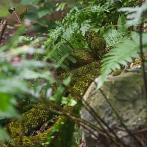 Shaoguan South China Tiger Garden - Mangshan pit viper