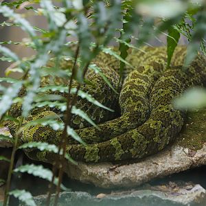 Shaoguan South China Tiger Garden - Mangshan pit viper
