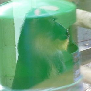 Mandrill in covid bubble? October 2020