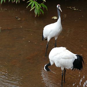 Red-crowned cranes, October 2020