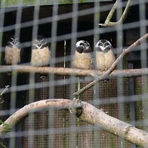 Spectacled owls, November 2020