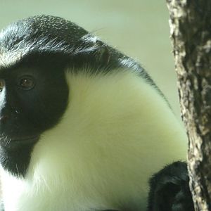 Diana monkey, November 2020
