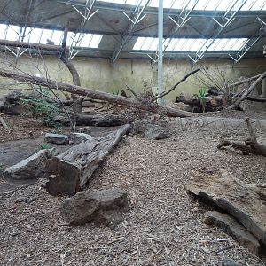 Spirit of the Jaguar - Bush dog indoors 081020