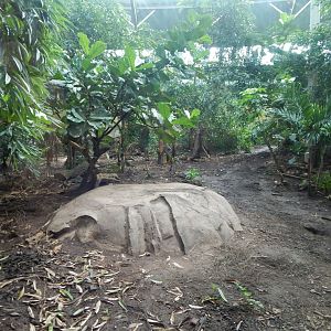 Spirit of the Jaguar - Jaguar indoors 081020