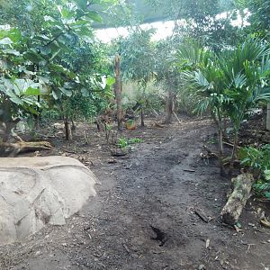 Spirit of the Jaguar - Jaguar indoors 081020