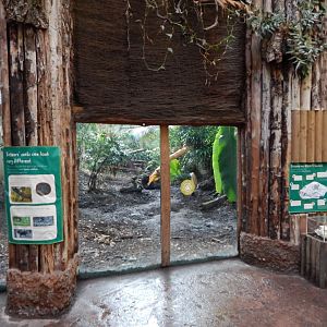 Spirit of the Jaguar - Jaguar indoors 081020