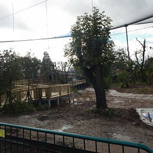 Under development South American walkthrough aviary 081020