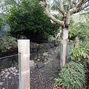 Asian small-clawed otter enclosure 081020