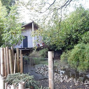 Asian small-clawed otter enclosure 081020