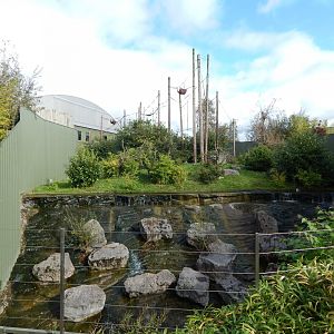 Realm of the Red Ape - Orangutan outdoors 081020