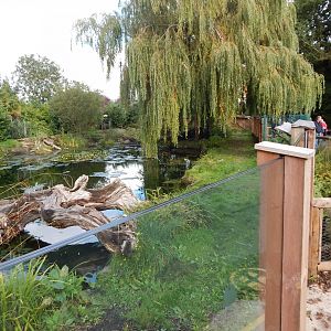 Giant otter enclosure 081020