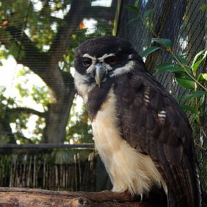 Spectacled owl 081020