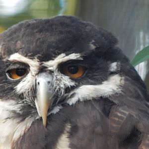 Spectacled owl 081020