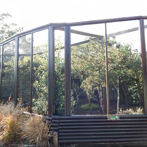 Red-billed blue magpie aviary 081020