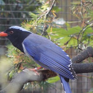 Red-billed blue magpie 081020