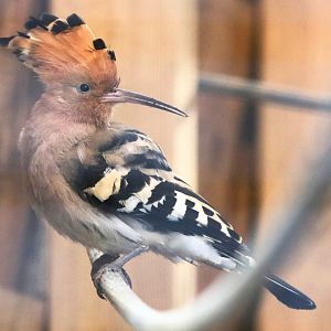Hoopoe