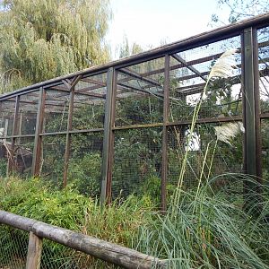 Black and white ruffed lemur enclosure 081020