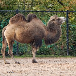Bactrian camel 081020