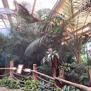 Dragons in Danger aviary 081020