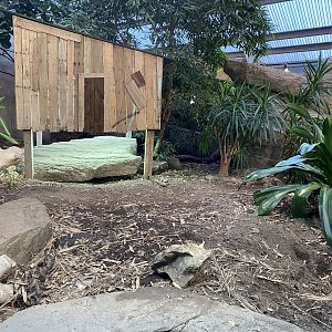 Dragons in Danger - Komodo dragon enclosure 081020
