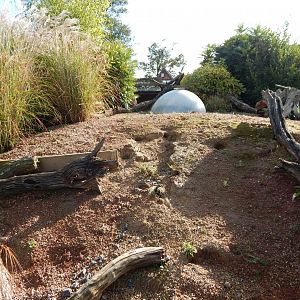 Dwarf mongoose enclosure 081020